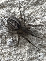 Zygiella x-notata