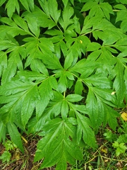 Angelica ursina