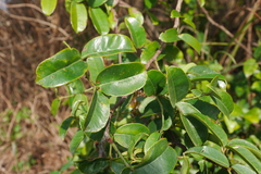 Zanthoxylum nitidum