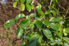 Zanthoxylum nitidum