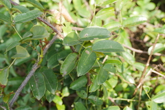 Zanthoxylum nitidum