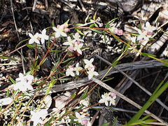 Lachnaea burchellii