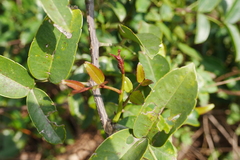 Zanthoxylum nitidum