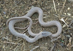 Cubophis cantherigerus
