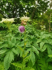 Angelica ursina