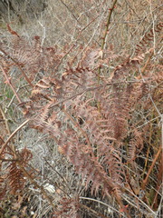 Pteridium tauricum