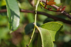 Zanthoxylum nitidum