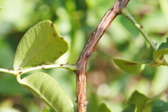 Zanthoxylum nitidum