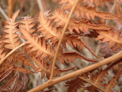 Pteridium tauricum