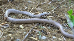 Cubophis cantherigerus