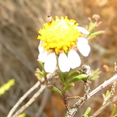 Phymaspermum
