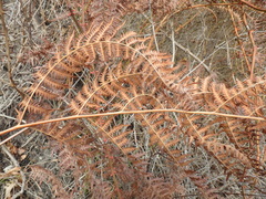 Pteridium tauricum