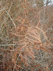 Pteridium tauricum