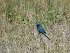 Cyanoloxia glaucocaerulea