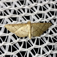 Hypolamprus ypsilon