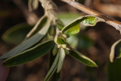Helicteres angustifolia