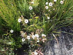 Melasma scabrum scabrum