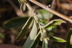 Helicteres angustifolia