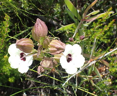 Melasma scabrum scabrum