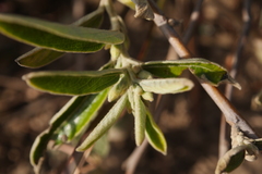 Helicteres angustifolia