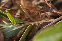 Helicteres angustifolia