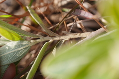 Helicteres angustifolia