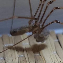 Pholcus phalangioides