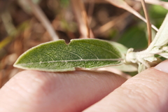 Helicteres angustifolia