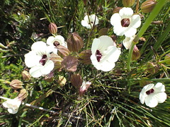 Melasma scabrum scabrum