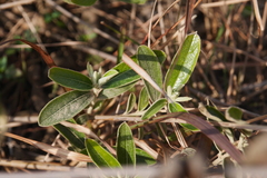 Helicteres angustifolia