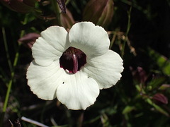 Melasma scabrum scabrum