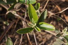 Helicteres angustifolia