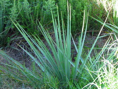 Eryngium chamissonis