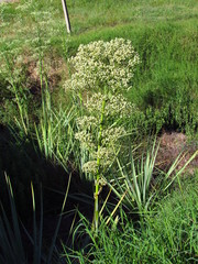 Eryngium chamissonis
