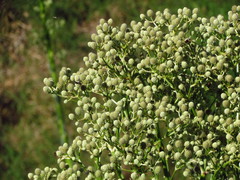 Eryngium chamissonis