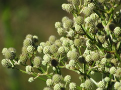 Eryngium chamissonis