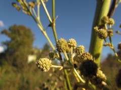 Eryngium chamissonis