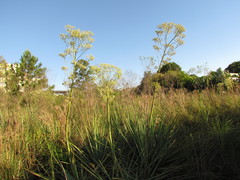 Eryngium chamissonis