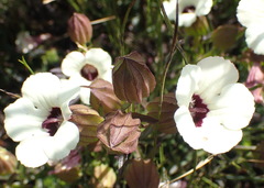 Melasma scabrum scabrum