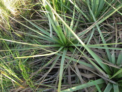 Eryngium chamissonis