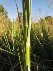 Eryngium chamissonis