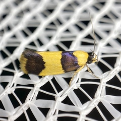 Telecrates laetiorella