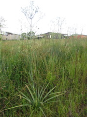 Eryngium chamissonis