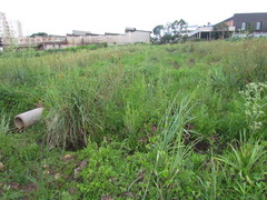 Eryngium chamissonis