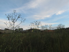 Eryngium chamissonis