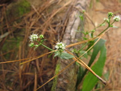 Eryngium dusenii