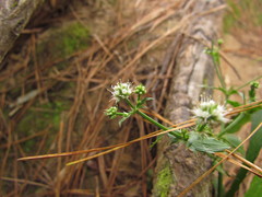 Eryngium dusenii