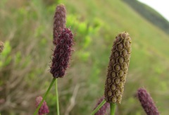 Eryngium ebracteatum