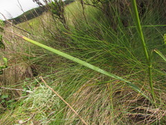 Eryngium ebracteatum