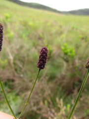 Eryngium ebracteatum